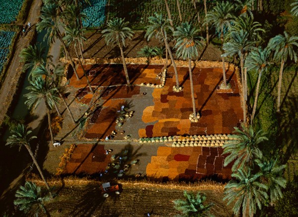 023-Сушка фиников в пальмовой роще, Египет